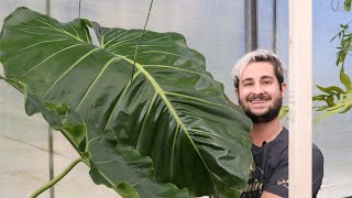 Standing up a (MASSIVE) Philodendron Maximum