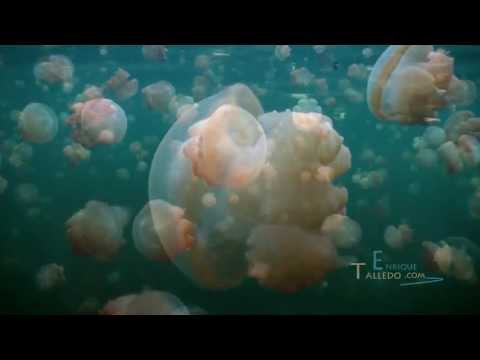 Vídeo: ¿Nadarías En Este Lago Lleno De Medusas? Red Matador