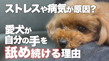 チワワ足舐める Youtube