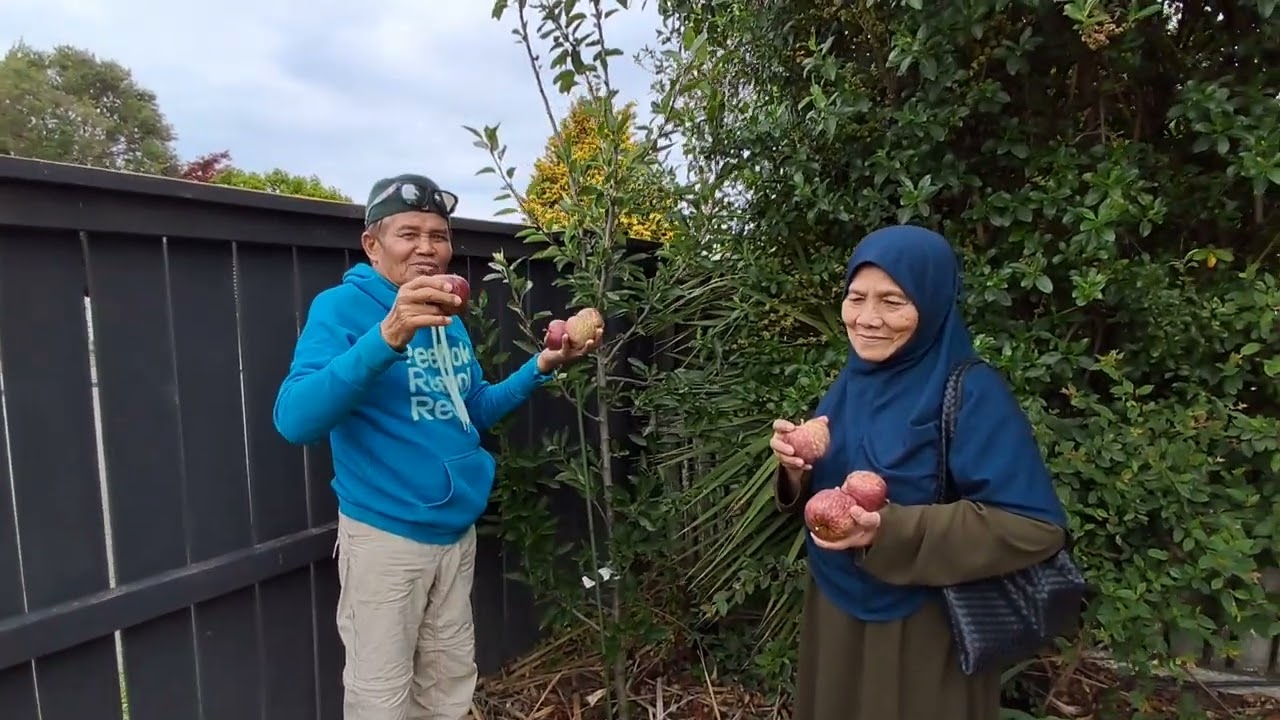 Pokok Apple hasiil kebun Atok kat New zealand