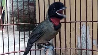 Suara Burung Samyong Sangat Unik Dan Memukau
