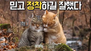 산을 누비며 놀다가도 돌아갈 온돌집이 있는 산골짜기 고양이들 Ondol house makes Valley cats live happier in winter