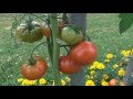 culture tomates de a à z veg mpeg4 HD