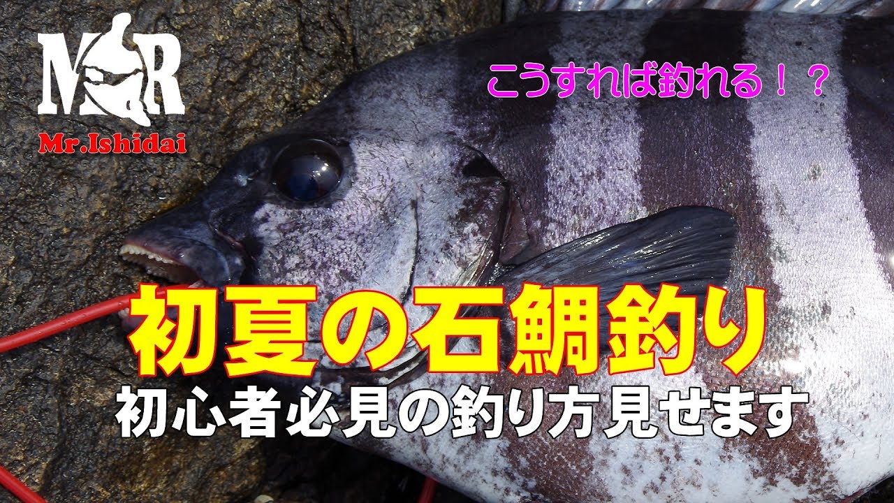 石鯛tv 初夏の石鯛釣り 宙ぶらりん釣法のすすめ Youtube 石鯛tv 初夏の石鯛釣り 宙ぶらりん釣法のすすめ Youtube