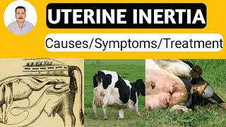 Uterine Inertia causes, symptoms,treatments, precautions in cow/buffalo in Hindi