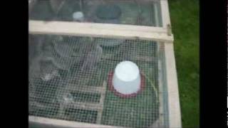 Pheasant Project (Part 2)- Small coop