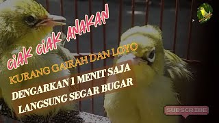 CIAK CIAK ANAKAN KECIAL KUNING | KECIAL SAKIT DAN KURANG GAIRAH | DENGARKAN 1 MENIT SAJA PASTI SEHAT