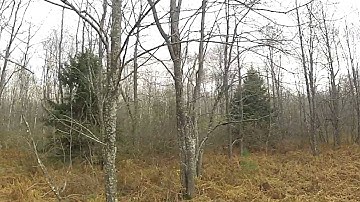 Slow Motion Grouse Kill