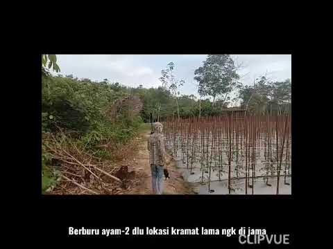 (Nyeping burak-burak) Blusukan di kebun sama anak bujang👍