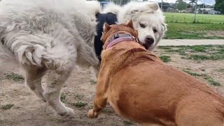 Cane Corso vs Great Pyrenees & Belgian Malinois 2 vs 1 Fight GSP At Dog Park