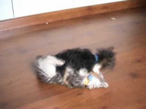 yorkie vs cat teacup yorkie cats doovi yorkie vs cat teacup yorkie cats doovi