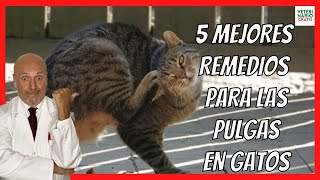 ✅ 5 BEST HOME REMEDIES FOR FLEAS IN CATS ✅