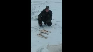 Ловля судака 14 февраля 2018г. видео Ловля судака в феврале 2018