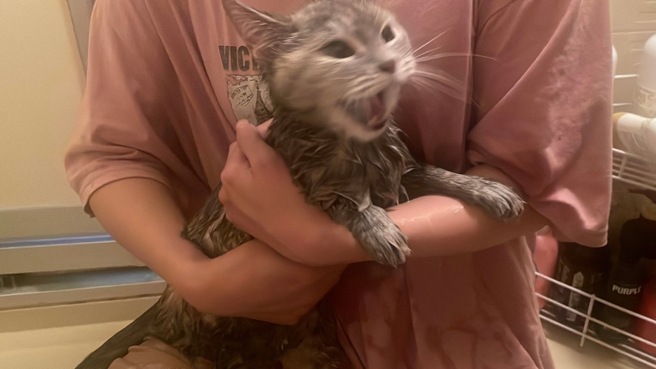 【猫の日】猫がお風呂で暴れまくりました