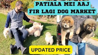 PATIALA DOG MARKET | BEST PUPPIES IN NEW RATES #patiala