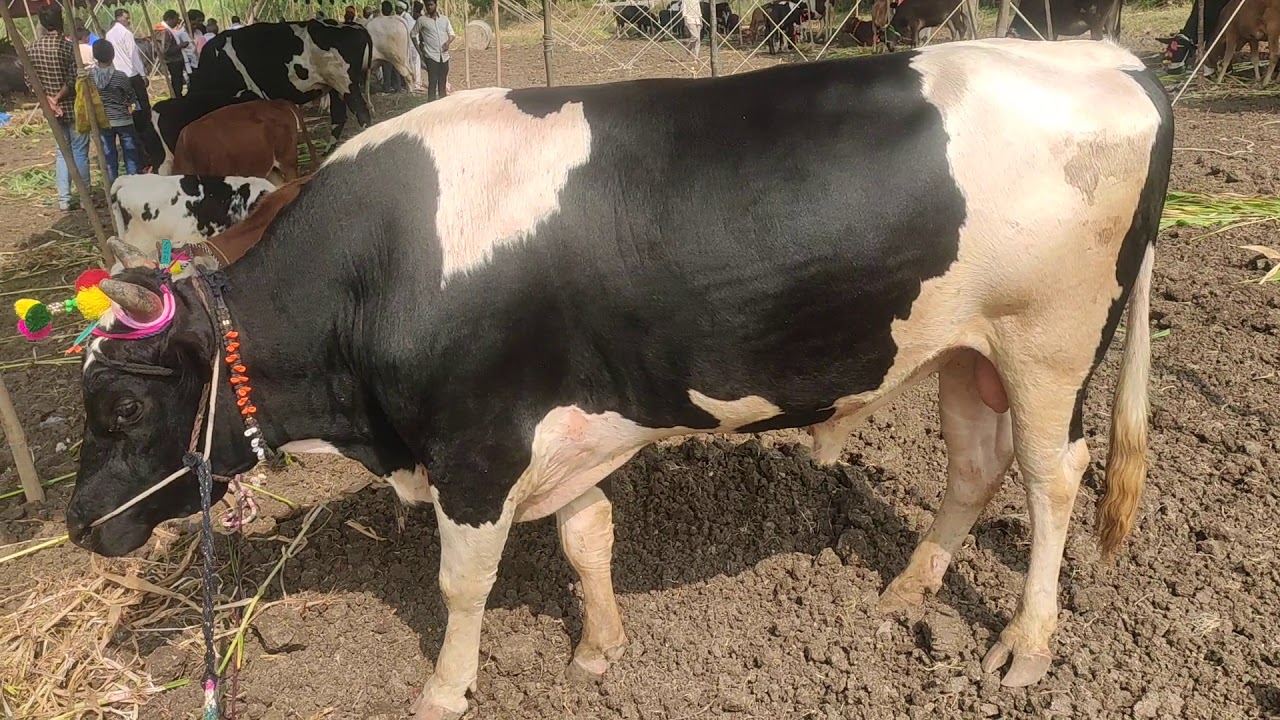 CROSS BREED BULL || BULL FOR REPRODUCTION || BREEDING BULL CHARACTERS ...