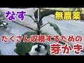 【なす】農薬なしで1株から300本以上とれる芽かきの方法！3本仕立てのやり方。