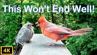 Mister Cardinal Is Fed Up With Cowbirds