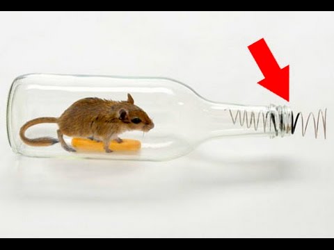 How to Make a ○ Simple Catch and Release Bottle Mousetrap ( that works ! )  