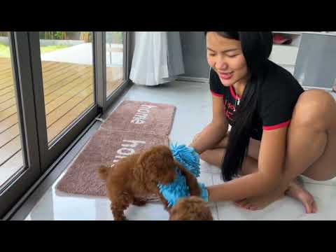 praew she playing with dog