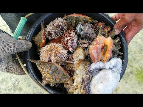 Video: Kerang laut dan kerang