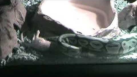 Ball Python Feeding Part 2 - Eating Process