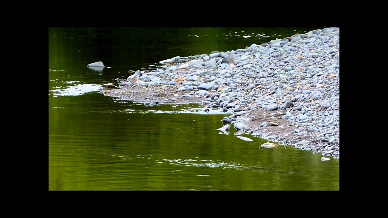 camera iphone 8 plus apk White-throated Dipper