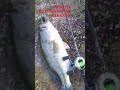 #MASSIVE#BASS#TOPWATER#EXPLOSION#bassfishing#pike#shchuka#memories##raid#japan#gladiator#antares#jdm
