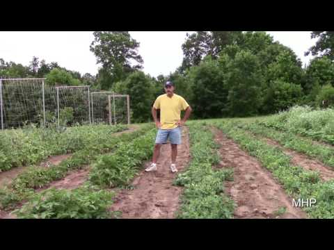 Purple Podded Peas - To plant, or not to plant ?
