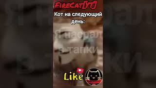 Мяу! Когда наступил коту на хвост: