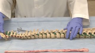 The Unfixed Spinal Cord: Neuroanatomy Video Lab - Brain Dissections