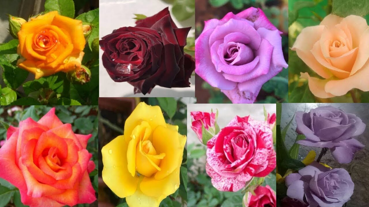 Real Colored Roses 30 Different Colour Roses Of My Garden - YouTube
