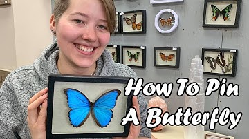 How to Pin A Butterfly! Make Your Own Real Butterfly Art!