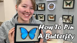 How to Pin A Butterfly! Make Your Own Real Butterfly Art! screenshot 4