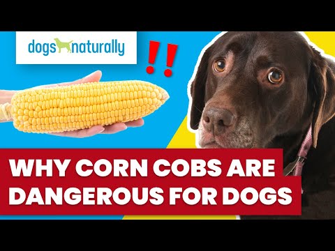 וִידֵאוֹ: האם כלבים יכולים לאכול קלח תירס?