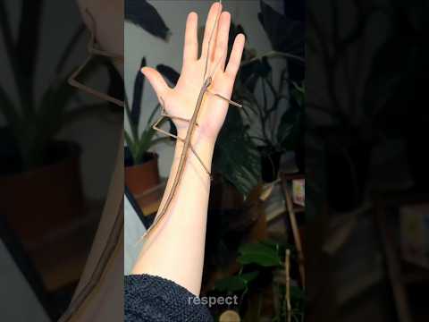 تحول حيواني لا يصدق