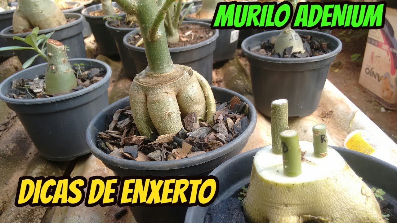 Dicas de enxerto -Rosa do Deserto MURILO ADENIUM - YouTube