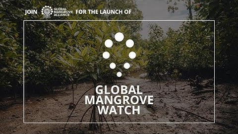 Launch of the Global Mangrove Watch (Part I) | Global Mangrove Alliance