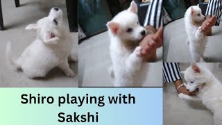 Cute puppy Shiro playing with sakshi #indianspitzpuppy #cutepuppy #doglover #petlover #puppylife