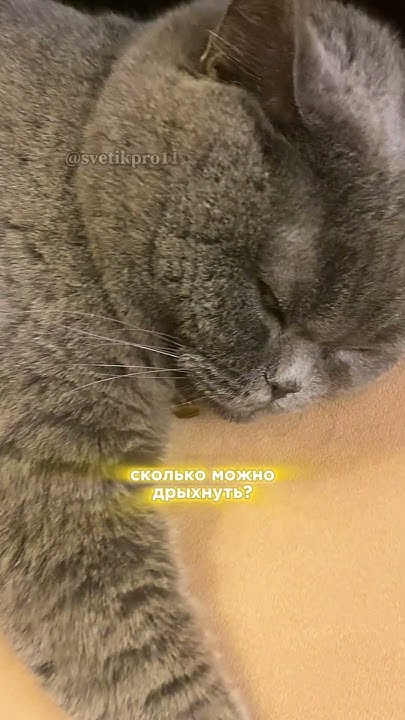 Сонная колбаска 😽 #покатушки #прикол #котик #асмр - YouTube
