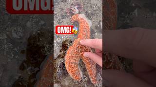 YOU Won’t Believe THIS Starfish! 😱 #animals #nature #shorts