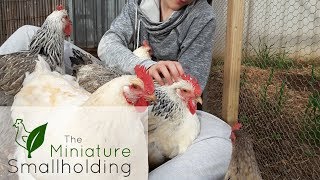 Chook Hugs: a Chicken Cuddles Compilation