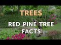 Red pine tree facts