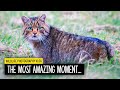 Photographing the Wild Cat: GOT IT! | Wildlife Photography Vlog