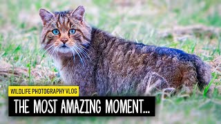 Photographing the Wild Cat: GOT IT! | Wildlife Photography Vlog