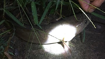 CẮM CÂU CÁ LÓC ĐÊM Ở AO SEN VÀ CÁI KẾT QUÁ ĐÃ | HỘT ĐẬU VLOG FISHING SNAKEHEAD