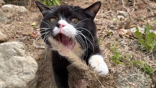 猫じゃらしで我を忘れるもんた