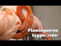 Flamingoerne bygger reder