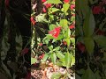 Florzinha Preguiçosa