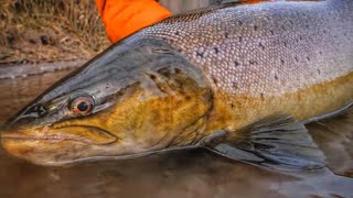 THE HUNT  A Quest For GIANT Brown Trout!  Official Short Film.